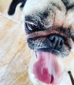 Close-up portrait of a dog