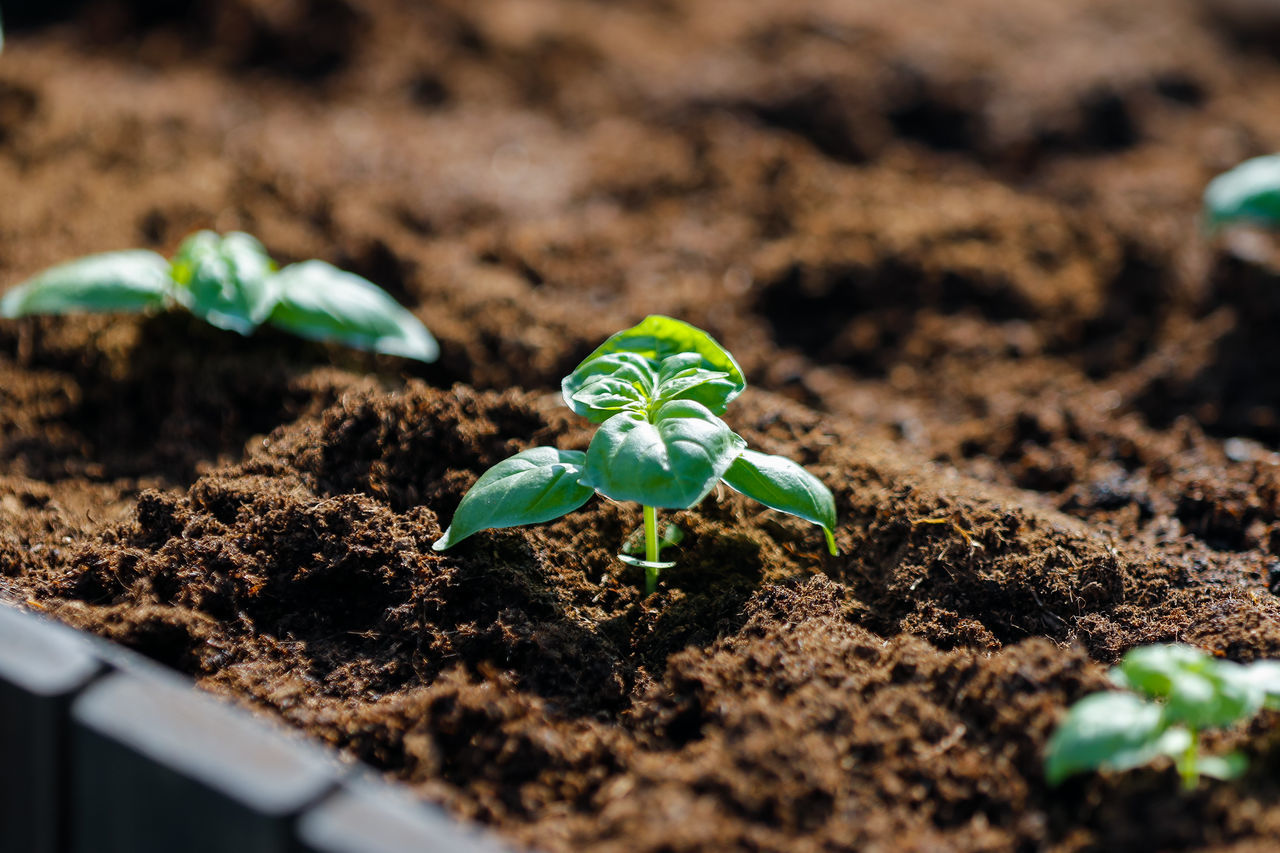 CLOSE-UP OF SMALL PLANT GROWING IN MUD