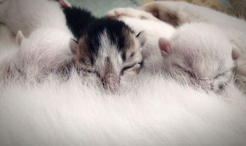 Cat sleeping