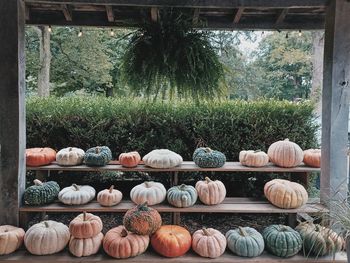 Fall gordes and pumpkins