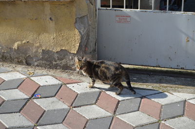 Cat looking away on footpath