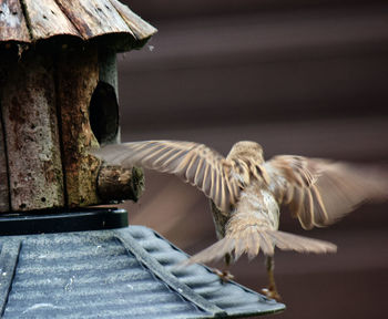 Close-up of bird flying over roof