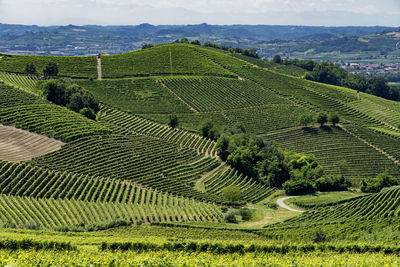 High angle view of agricultural field