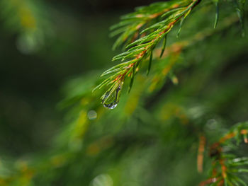 Close-up of raindrops on pine tree