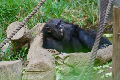 Monkey sitting on a tree