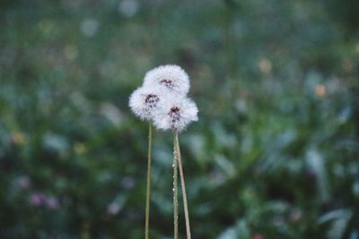 Close-up of dandelion flower on field