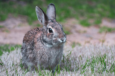 Close-up of a rabbit on field