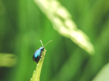 Close-up of insect on plant