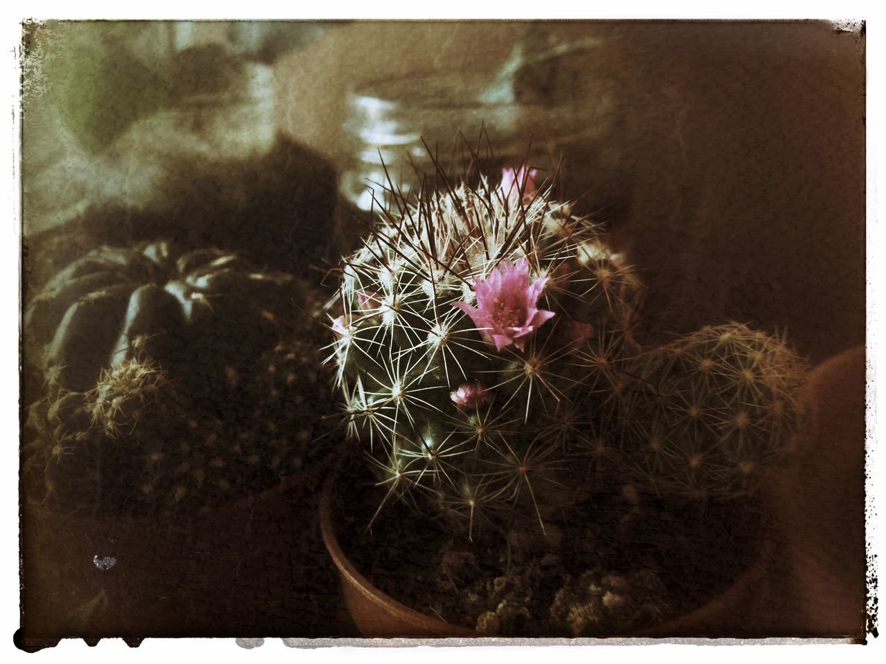 transfer print, auto post production filter, no people, plant, nature, cactus, close-up, succulent plant, thorn, animal themes, growth, animal, day, spiked, flower, indoors, selective focus, sharp, flowering plant