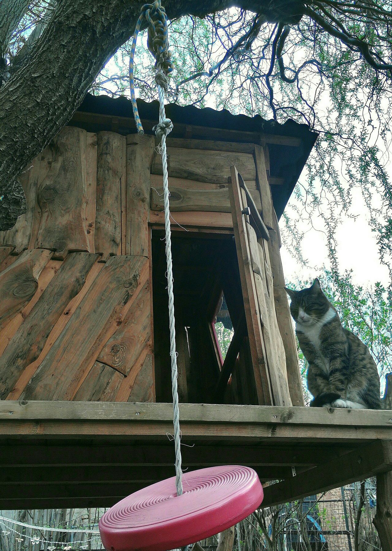 House Torwächter Kater 🐱.