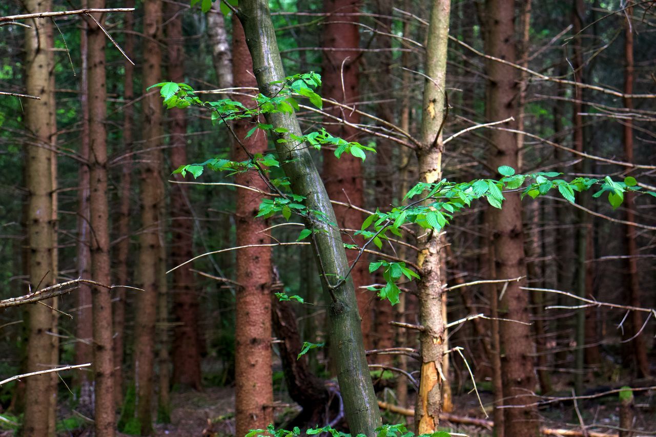 CLOSE-UP OF BAMBOO PLANTS IN FOREST