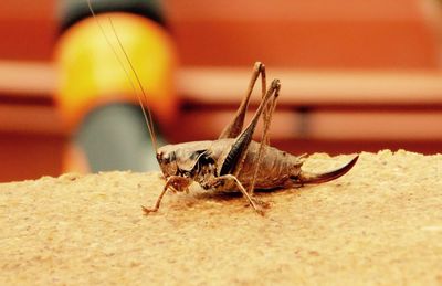 Close-up of insect on leaf