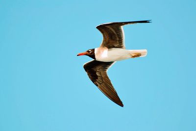 Low angle view of seagull flying