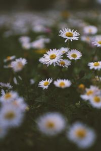 Close-up of white daisy flowers