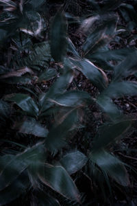 Full frame shot of plants