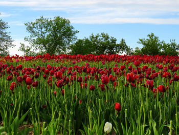 Red tulips growing on field against sky