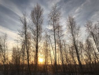 Low angle view of bare trees in forest