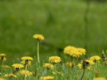 Close-up of yellow flowering plants on field