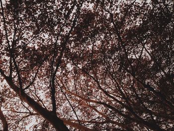 Low angle view of bare trees