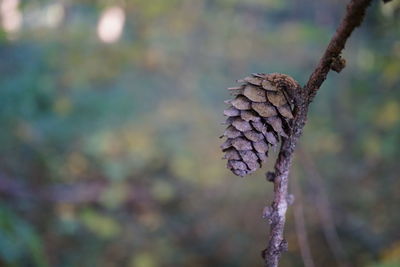 Close-up of branch against blurred background