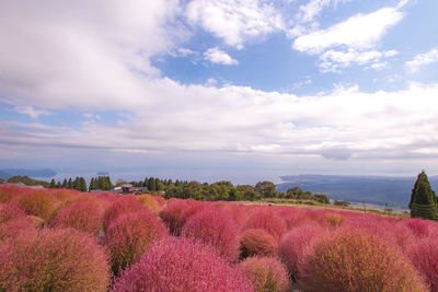 Scenic view of flowering plants on field against sky