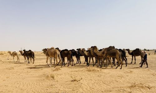 Camels in desert against clear sky