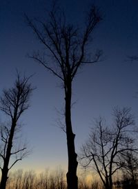 Low angle view of bare trees against sky