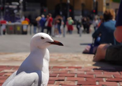 Close-up of seagull perching outdoors