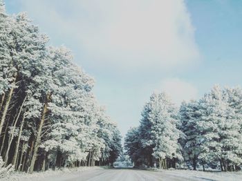 Road amidst trees in forest against sky during winter