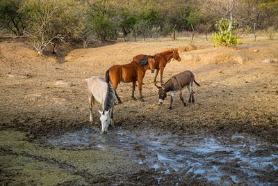 Horses drink water with mud in dry dam, drought, desert