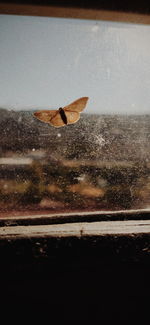 Bird flying over sea seen through glass window