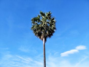 Low angle view of coconut palm tree against blue sky