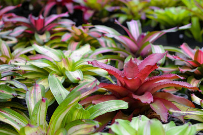 Close-up of pink flowering plants