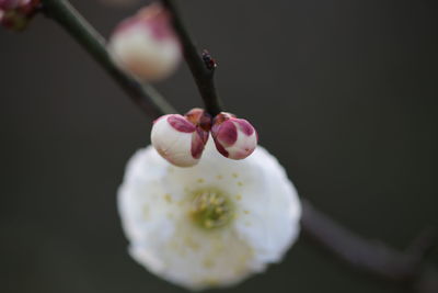 Close-up of flower against blurred background