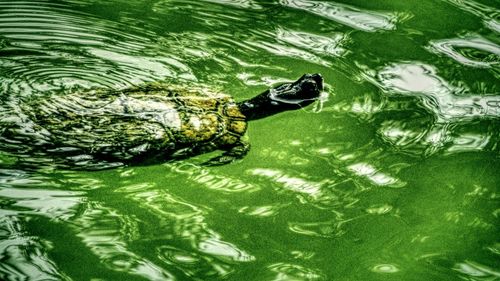 High angle view of turtle in water