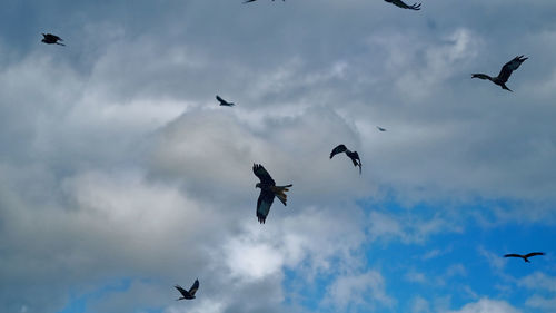 Low angle view of seagulls flying in sky