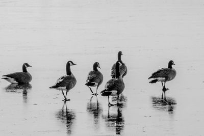 Flock of birds in lake