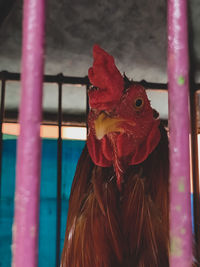 Close-up of rooster