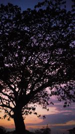 Low angle view of silhouette tree against sky