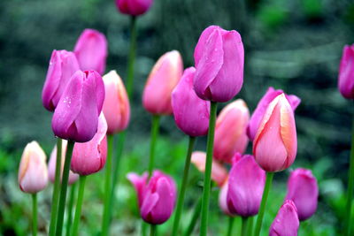 Close-up of pink flowers