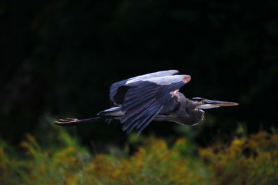 Side view of a bird flying