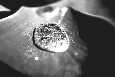 Close-up of water drops on leaf