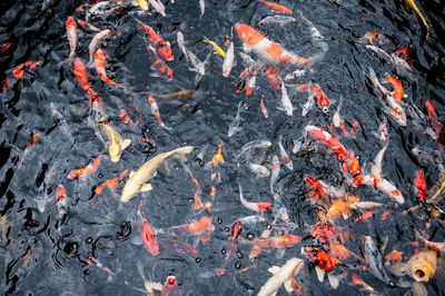 High angle view of koi carps swimming in lake