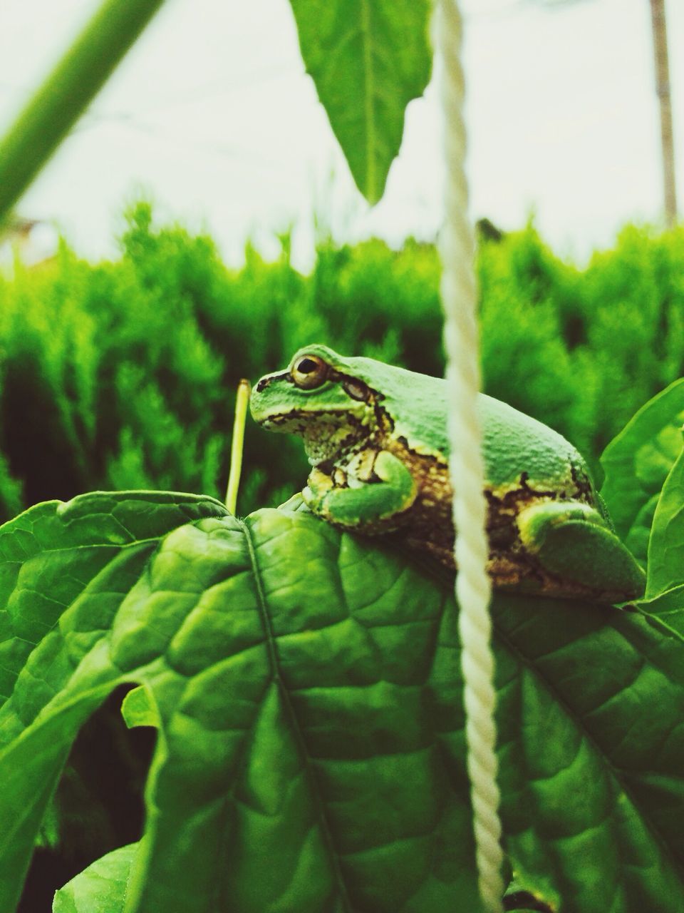 one animal, animal themes, animals in the wild, wildlife, leaf, insect, green color, close-up, focus on foreground, plant, nature, grasshopper, selective focus, lizard, reptile, perching, green, outdoors, zoology, day