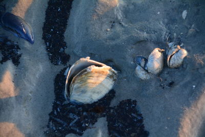 Directly above shot of seashells on shore