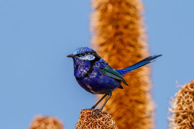 Low angle view of bird perching on the sky