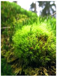 Close-up of plant growing on field