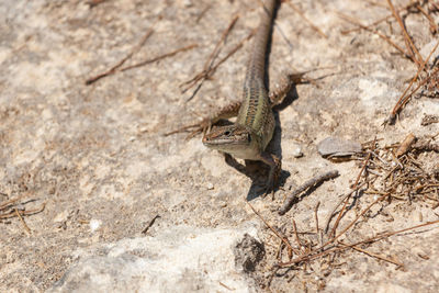 Lizard on a rock