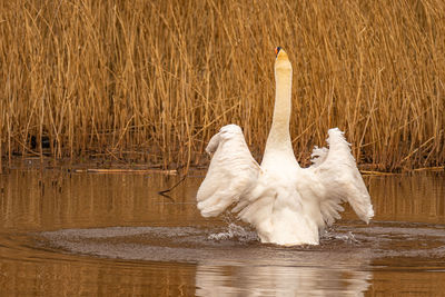 Swan swimming in lake