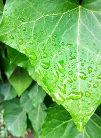 Close-up of raindrops on leaves